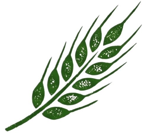 Gluten